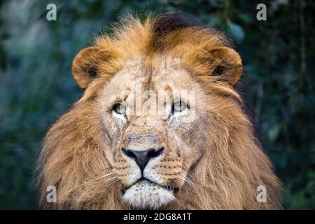 Portrait de tête d'un homme majestueux de lion sud-africain ou de lion de Katanga, Panthera leo bleyenberghi Banque D'Images