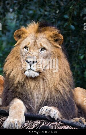Portrait de tête d'un homme majestueux de lion sud-africain ou de lion de Katanga, Panthera leo bleyenberghi Banque D'Images