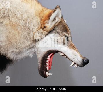 Wolf Banque D'Images