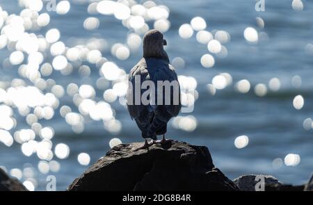 Seagull se trouve sur un rocher à la plage, face à la mer. Mise au point sélective, concept oiseaux photo, arrière-plan flou. Banque D'Images