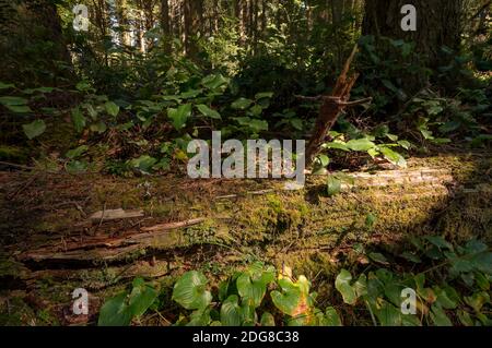 Arbre de séquoias tombés dans la forêt du nord de la Californie Banque D'Images