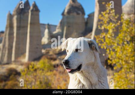 Chien parmi les célèbres formations de grès de Cappadoce, Turquie Banque D'Images