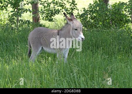 Poulain de l’âne Banque D'Images