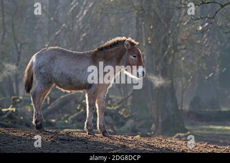 Le cheval de Przewalski, foal Banque D'Images