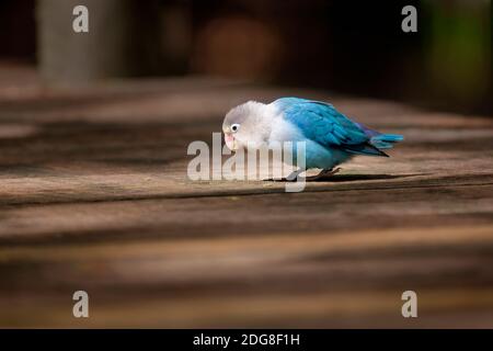 Oiseau de rivage de Fischer (mue bleu) - Agapornis fischeri Banque D'Images