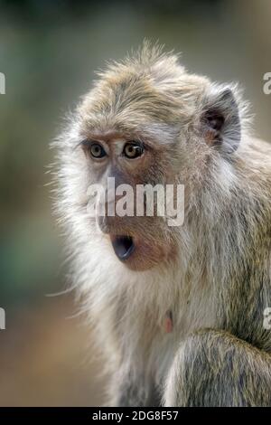 Macaque mangeant du crabe - Macaca fascicularis Banque D'Images