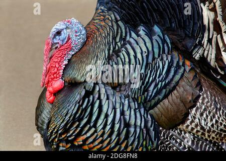 Le dindon sauvage (Meleagris gallopavo) - mâle Banque D'Images