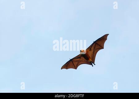 Renard volant mauricien - Pteropus niger Banque D'Images