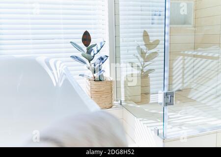 Plante en pot dans la maison blanche ensoleillée vitrine intérieur salle de bains Banque D'Images
