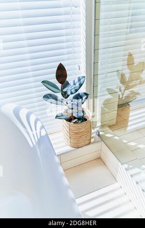 Plante en pot dans la fenêtre ensoleillée de salle de bains avec stores Banque D'Images