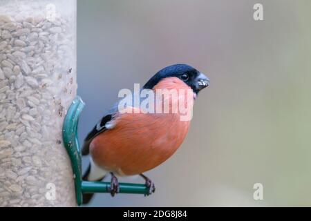Dompfaff, Pyrrhula pyrrhula, bullfinch eurasien Banque D'Images