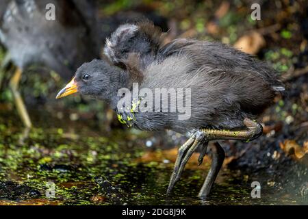 Poussin de Moorhen (Gallinula tenebrosa) dans les milieux humides. Banque D'Images