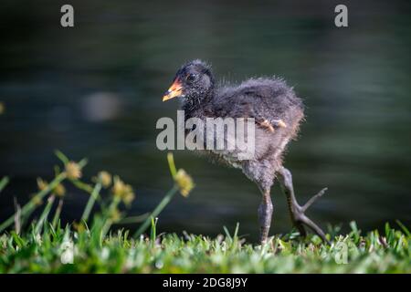 Poussin de Moorhen (Gallinula tenebrosa) debout sur l'herbe. Banque D'Images