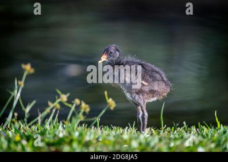 Poussin de Moorhen (Gallinula tenebrosa) debout sur l'herbe. Banque D'Images