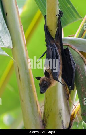 Flughund, Pteropus medius, renard volant Banque D'Images