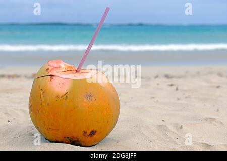 Un Trinkhalm Kokosnuss mit einem tropischen steht Strand Banque D'Images