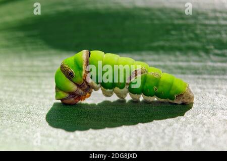 Chenille d'allowtail d'agrumes - Papilio demodocus Banque D'Images