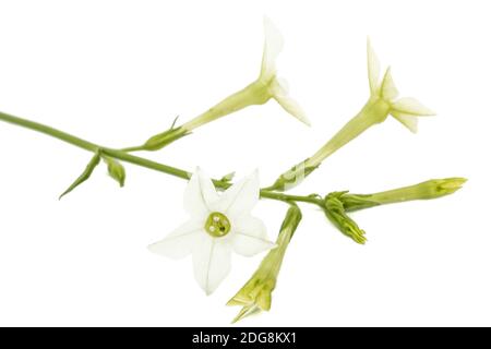 Fleur de tabac odorant, lat. Nicotiana sanderae, isolé sur fond blanc Banque D'Images