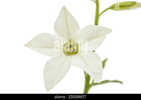 Fleur de tabac odorant, lat. Nicotiana sanderae, isolé sur fond blanc Banque D'Images