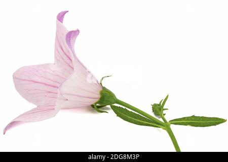 Fleur de Rose (Platycodon grandiflorus Platycodon) ou campanules, isolé sur fond blanc Banque D'Images