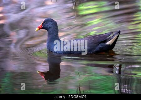 Mûre douves (Gallinula tenebrosa) nageant sur l'étang. Banque D'Images