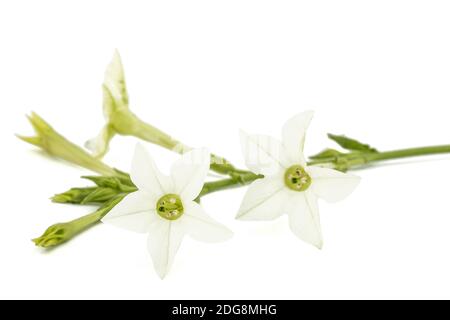 Fleur de tabac odorant, lat. Nicotiana sanderae, isolé sur fond blanc Banque D'Images