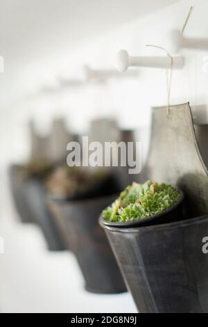 Fermer la plante succulente suspendue dans le support Banque D'Images
