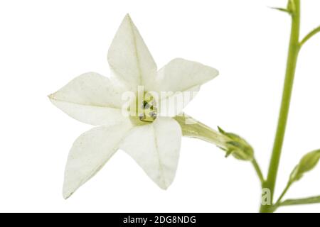 Fleur de tabac odorant, lat. Nicotiana sanderae, isolé sur fond blanc Banque D'Images