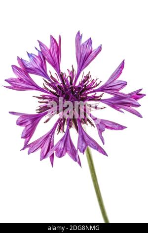 Fleur violette de drap, lat. Centaurea, isolé sur fond blanc Banque D'Images