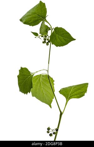 Feuilles et berrys de nuit noire, lat. Solanum nÃ­grum, plante toxique, isolée sur fond blanc Banque D'Images