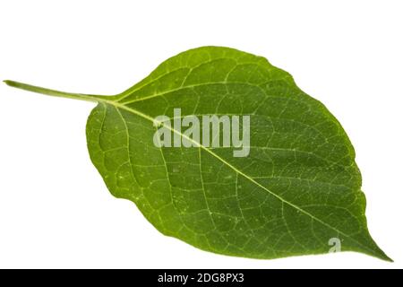 Feuilles de noir de nuit, lat. Solanum nÃ­grum, plante toxique, isolée sur fond blanc Banque D'Images