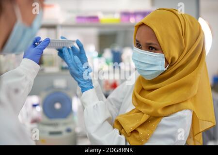 Scientifique féminine en hijab et masque facial travaillant en laboratoire Banque D'Images