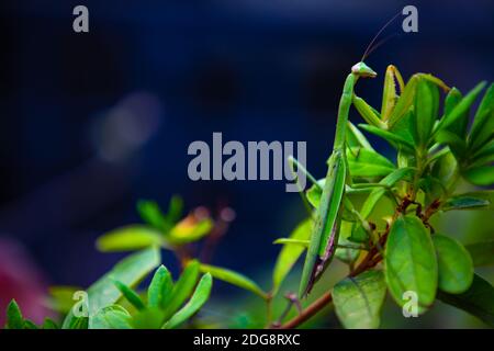 Une mantis verte sur la feuille de jour de gros plan Banque D'Images