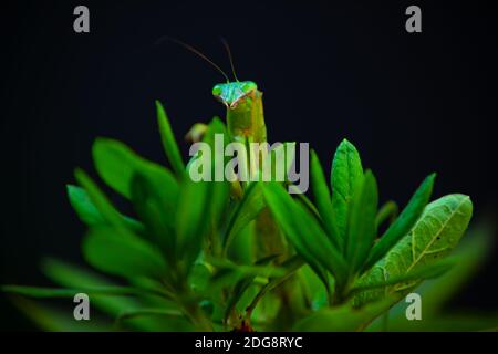 Une mantis verte sur la feuille de jour de gros plan Banque D'Images