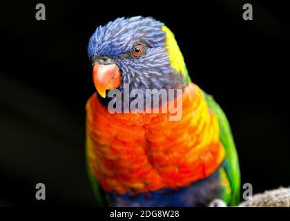 Rainbow Lorikeet Portrait Banque D'Images