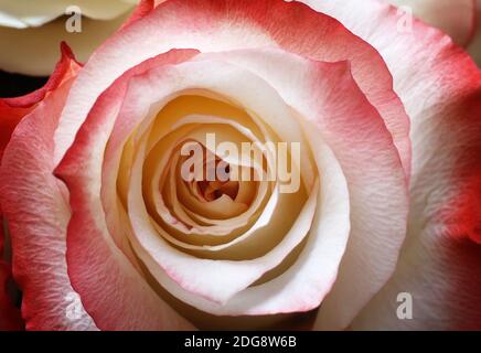 Milieu de la fleur un beau gros plan de rose. Banque D'Images