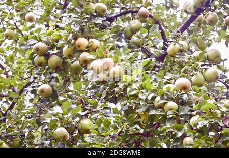 Poires de maturation sur les branches d'un arbre. Banque D'Images