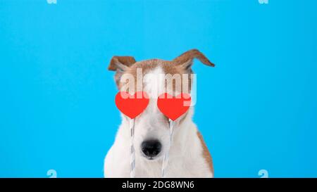 Chien avec des coeurs devant ses yeux regardant appareil photo sur fond bleu Banque D'Images