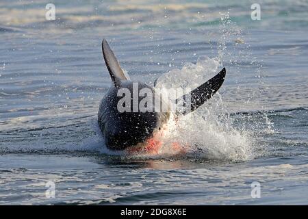 Der Weisse Hai (Carcharodon carcharias), mit Blut vor dem Maul nach erfolgreicher Seeloewenjagd, Seal Island, False Bay, Simons Town bei Kapstadt, nous Banque D'Images