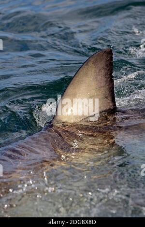 Rueckenflosse, der Weisse Hai (Carcharodon carcharias), Seal Island, False Bay, Simons Town BEI Kapstadt, West Kap, Western Cape, Südafrika, Afrika Banque D'Images