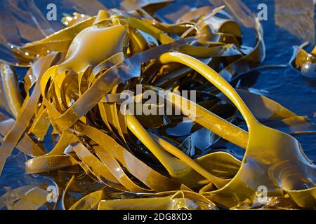 Riesentang (Macrocystis pyrifera), Kelp, Bird Island, West Kap, Western Cape, Südafrika, Afrika Banque D'Images