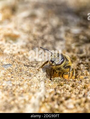 Abeille de la terre Banque D'Images