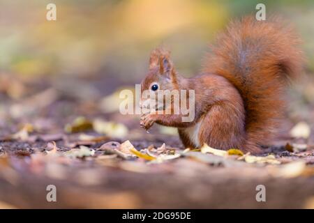 Eurasisches Eichhoernchen, Sciurus vulgaris, écureuil rouge eurasien Banque D'Images