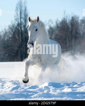 Étalon blanc en cours d'exécution par une belle journée d'hiver Banque D'Images