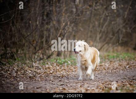 Golden Retreiver fille sur une promenade dans le parc d'automne Banque D'Images