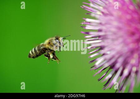 Europäische Honigbiene, (APIS mellifer), im Flug, Distel, Kratzdistel, Banque D'Images