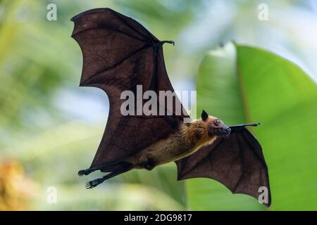 Flughund, Pteropus medius, renard volant Banque D'Images