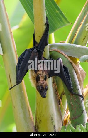 Flughund, Pteropus medius, renard volant Banque D'Images