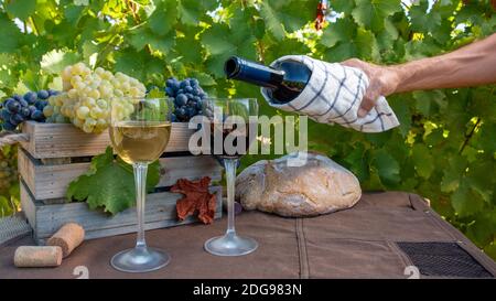 Grappes de raisins rouges et blancs et rouges et blanches vin dans des verres avec un fond marron entre les vignes Banque D'Images