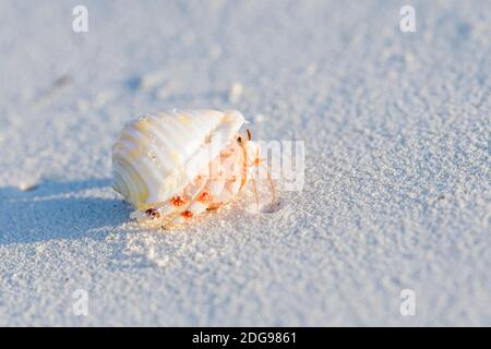 Gemeiner Einsiedlerkrebs, Pagurus bernhardus, crabe commun hermite marine Banque D'Images